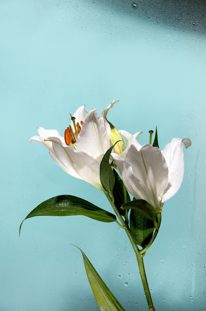 white lily on a blue background