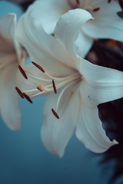 Photo white lily bud