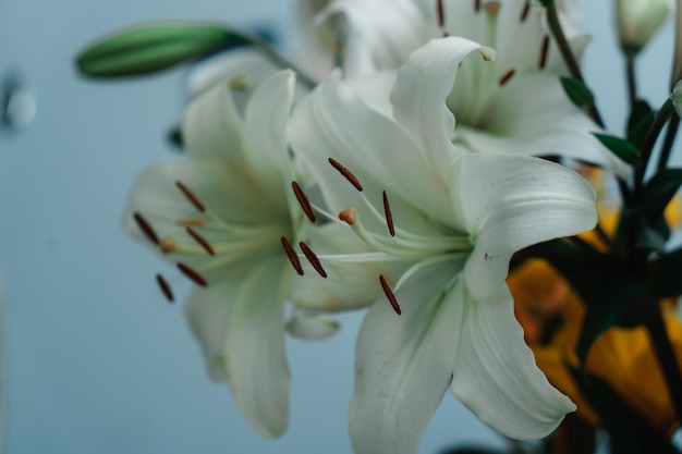 White lily bud