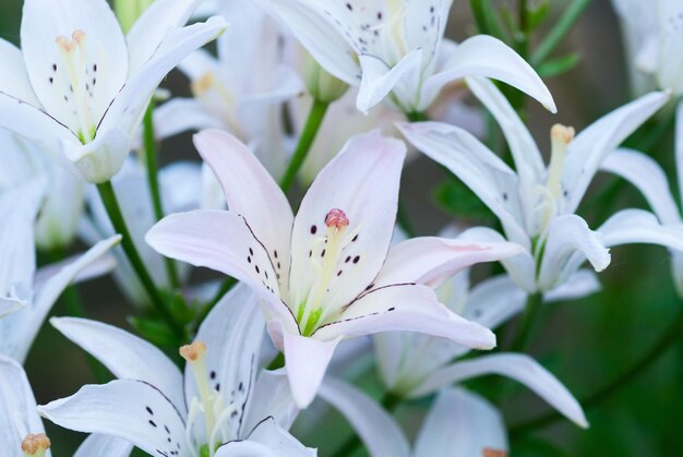 white lily field macro shot