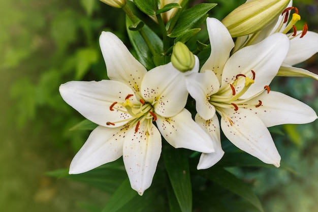 White lily field