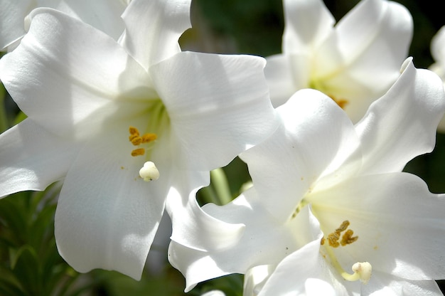 White Lily flor close-up, Lilium longiflorum