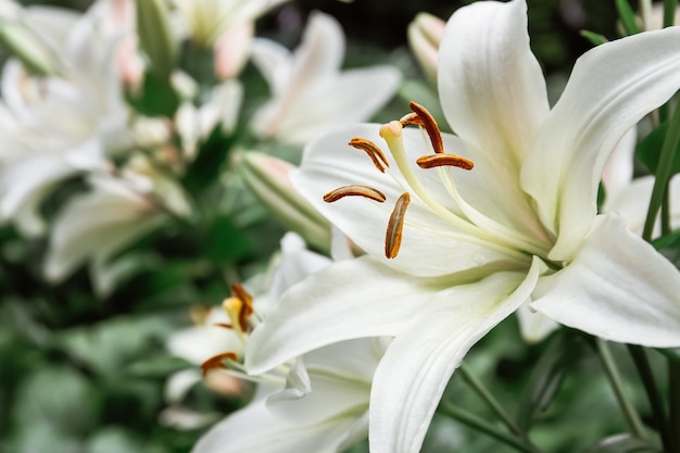 白いユリの花の背景。咲くユリのクローズアップ。カンゾウ。エレガントな花の背景