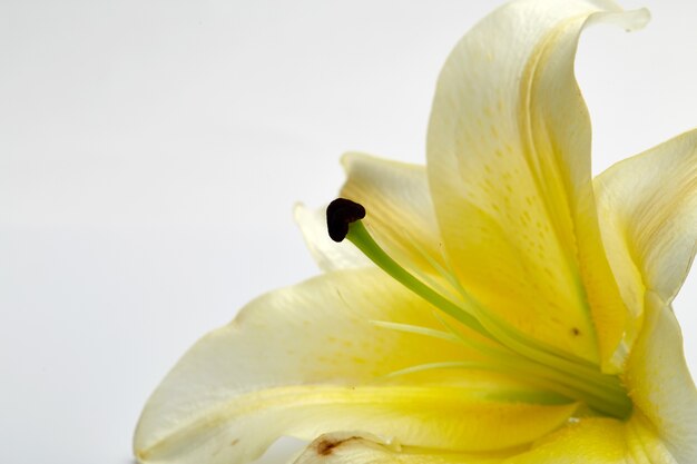 White lily flower closeup on white