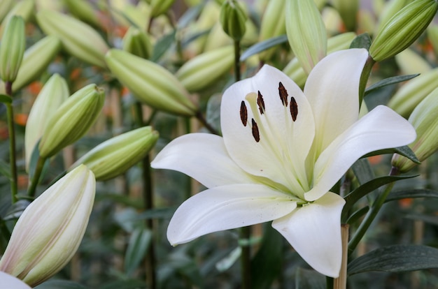 庭の白いユリの花