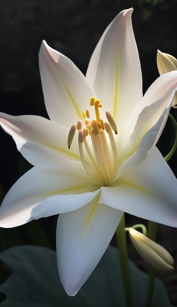 太陽の下で白いユリの花