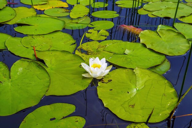 A white lily flower in the water with green leaves on the lake