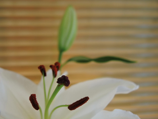 Цветок белой лилии с тычинками