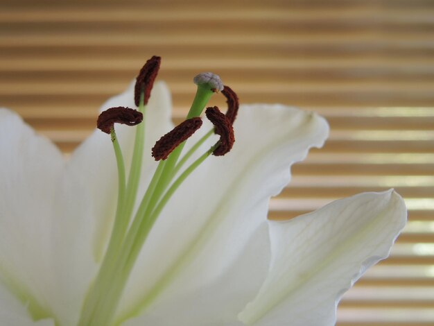 雄しべのある白いユリの花