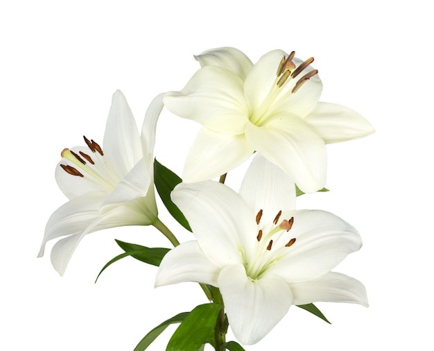 white lily flower