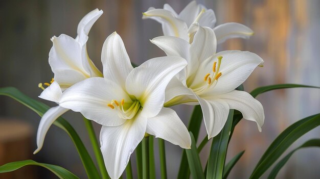 Foto fiori di giglio bianco