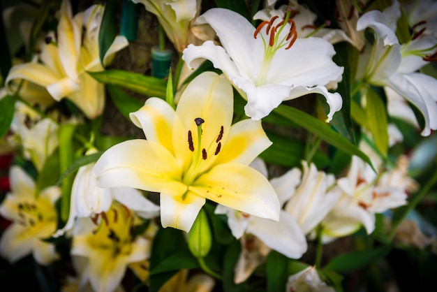 White Lily in the garden