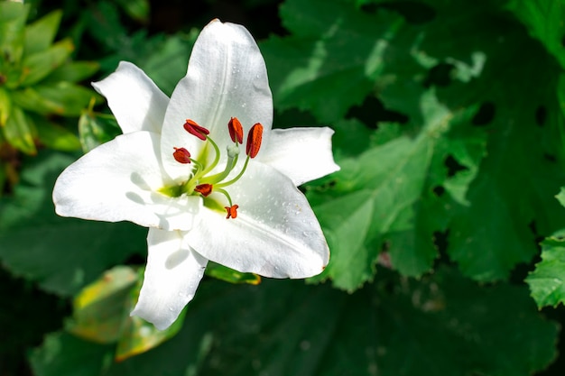 White lily on green foliage