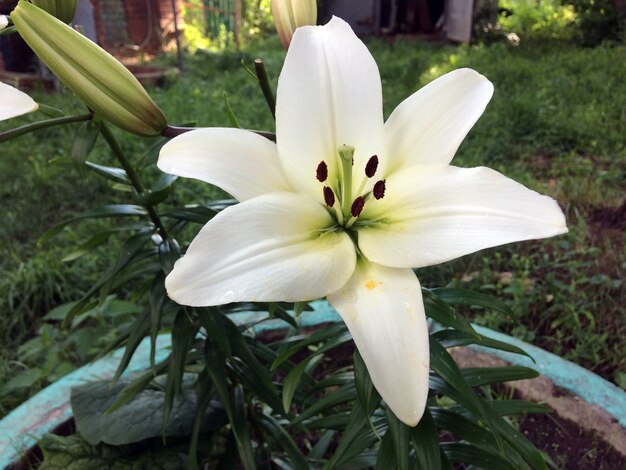 White Lily groeit in een natuurlijke omgeving