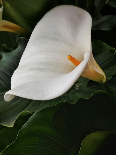 Фото Белая лилия в цвете