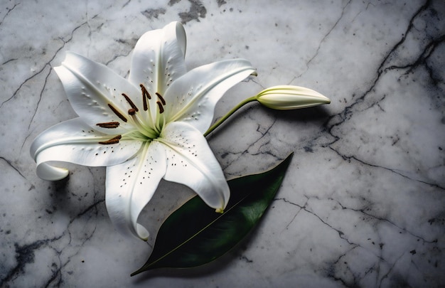 A white lily and leaf on a concrete surface