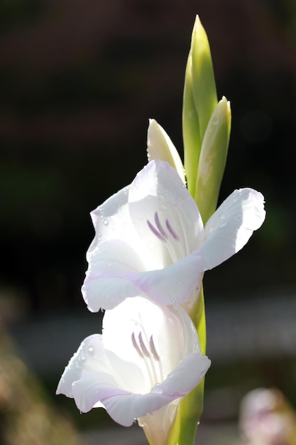 Белая лилия в природе Фон