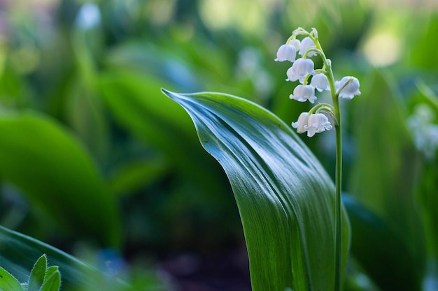 庭の春のクローズアップで谷の花の白いユリ