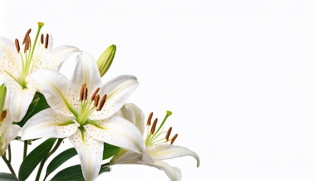 White lily on a white background Place for your text