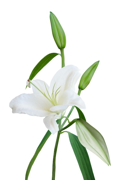 White Lily with buds isolated on white background for card and decoration