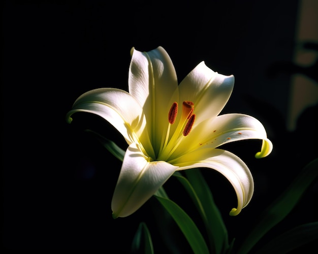 A white lily with a red center