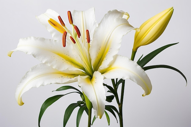 A white lily with yellow and white