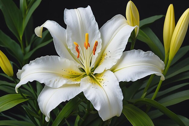 A white lily with yellow and white