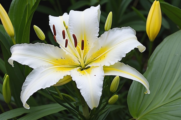 A white lily with yellow and white