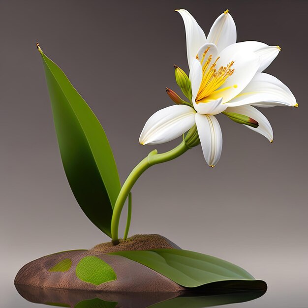 White Lily