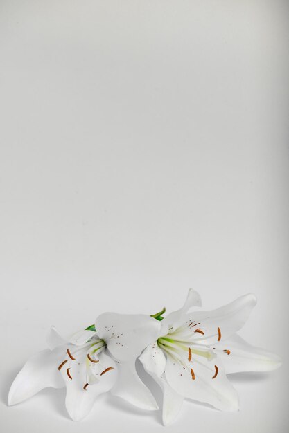 흰색 lilybackground 꽃은 암술과 수술을 닫습니다