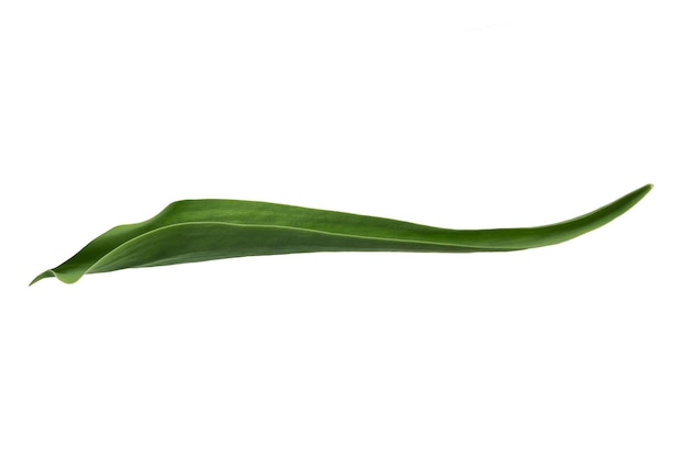 белые лилиевидные тюльпаны с изолированным стеблем
