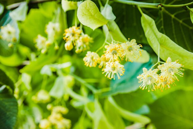 White linden flowers on a background of green leaves Flowers blossoming tree linden wood