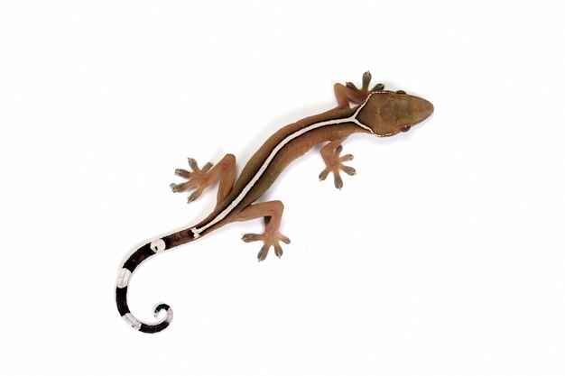 White line gecko closeup face on white background