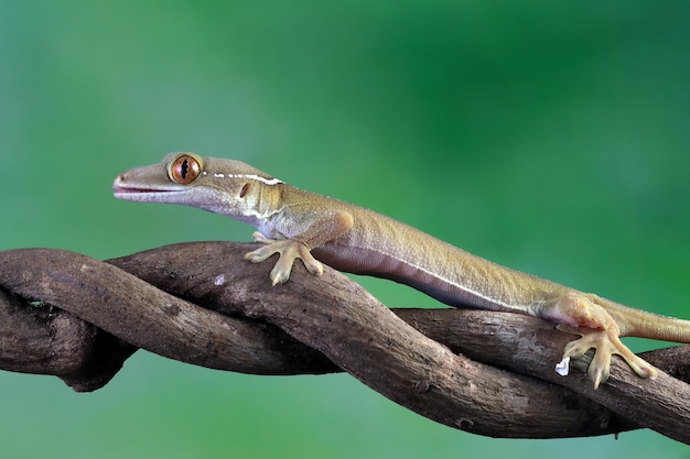 White line gecko closeup face on wood white line gecko lizard closeup