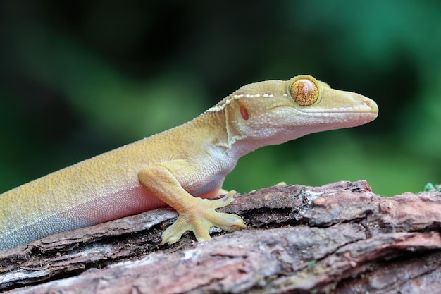 White line gecko closeup on wood