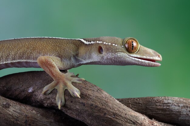 White line gecko closeup