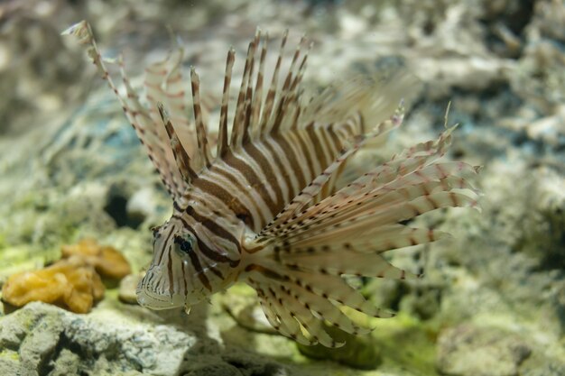 White line lionfish