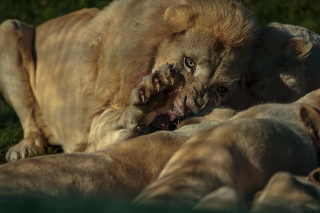 Photo white lion feeding on meat