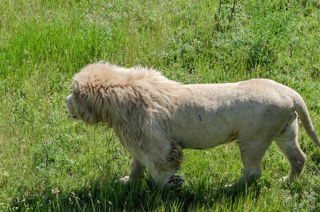 A white lion stands in the green grass.