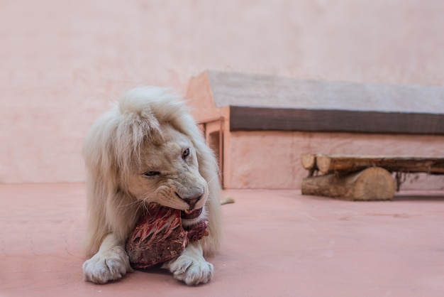 White lion with blue eyes portrait