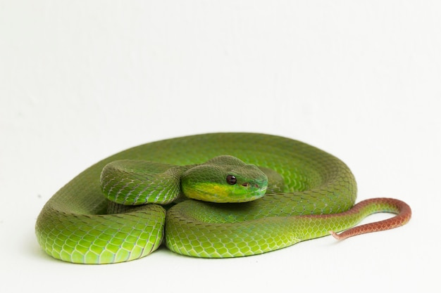 White-lipped Green Pit Viper-slang op wit