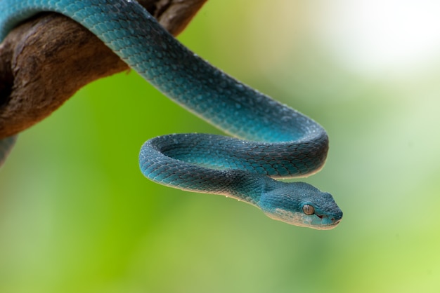 the white-lipped island pit viper