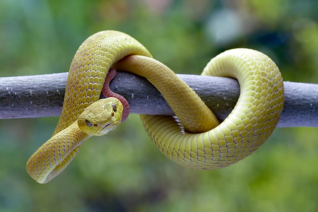 Vipera dalle labbra bianche su un ramo di albero