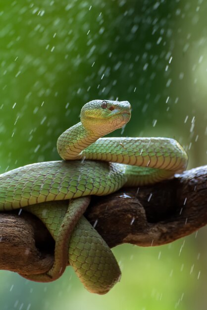 Photo the white lipped pit viper on tree branch