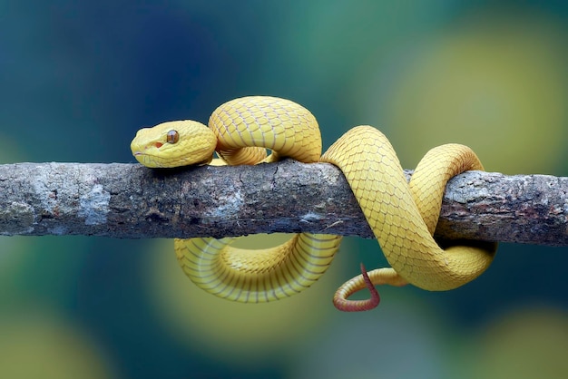 the white-lipped pit viper or white-lipped tree viper, is a venomous pit viper species