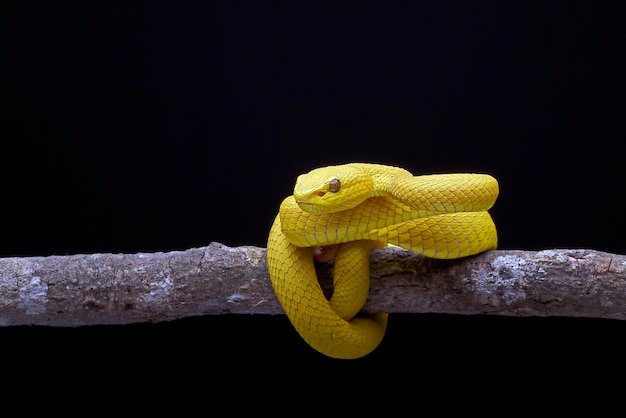 The white-lipped pit viper or white-lipped tree viper, is a\
venomous pit viper