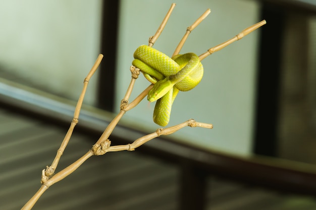 Photo white-lipped pitviper on the branch often found in a garden near a person's home