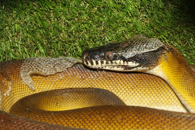 Il serpente dalle labbra bianche pitone in giardino