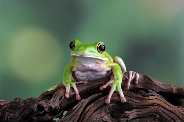 White lipped tree frog green tree frogs