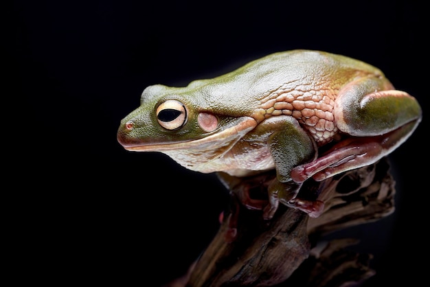 The white-lipped tree frog (nyctimystes infrafrenatus)is the\
world\'s largest tree frog